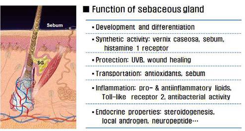 인체 피지선과 피지선의 기능