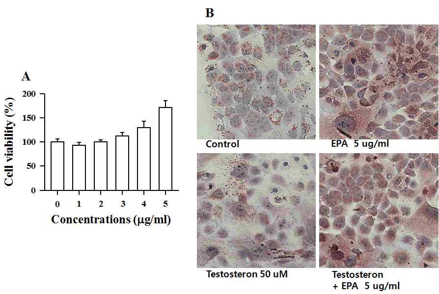 EPA가 SZ95 세포에 미치는 독성(A) 과 지질생성에 미치는 영향(B).