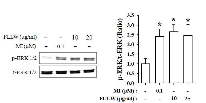 MI와 FLLW가 HDFn에서 ERK 인산화에 미치는 영향.