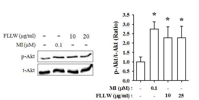 MI와 FLLW가 HDFn에서 Akt 인산화에 미치는 영향.