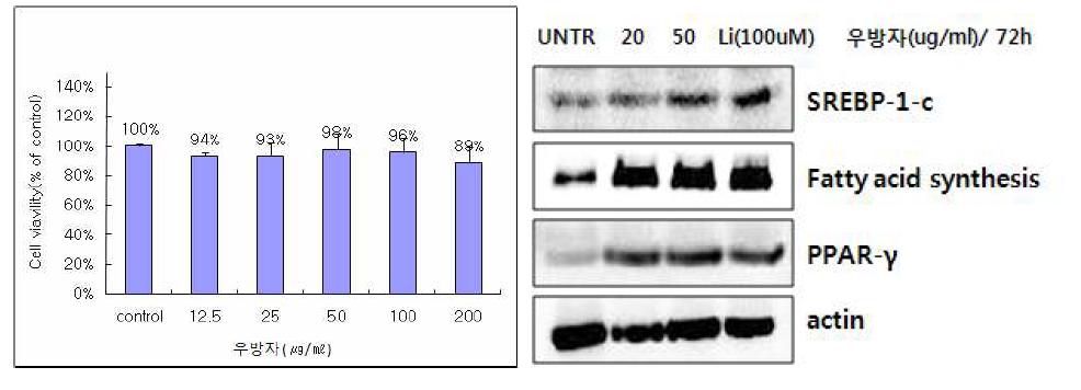 Keratinocyte에서 우방자 처리에 의한 지질생성 단백질의 발현양상