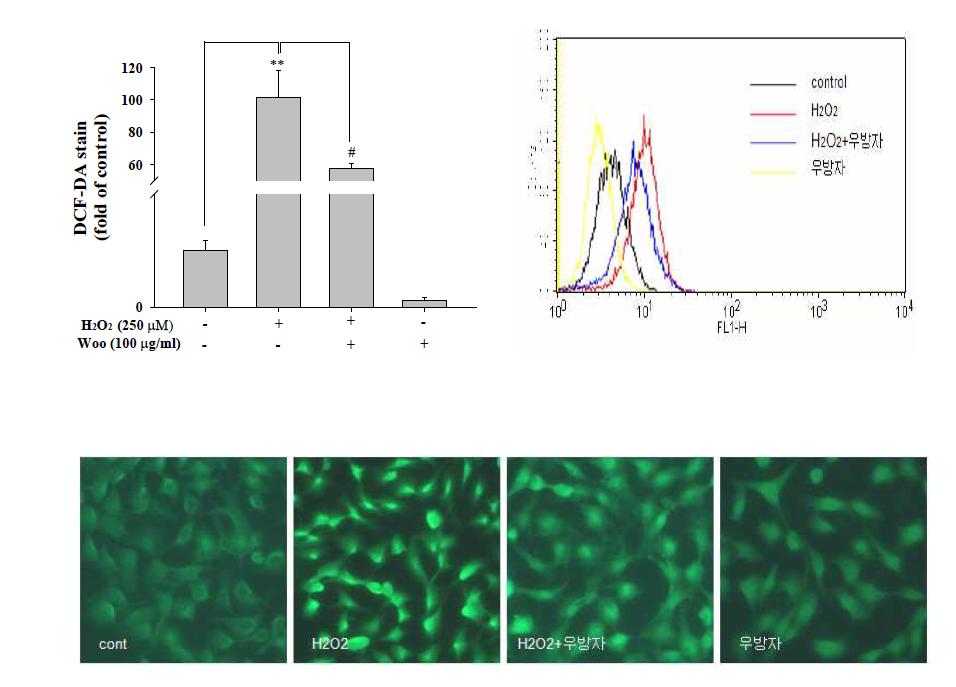 KC 세포에서 유도된 ROS 대한 우방자의 효과