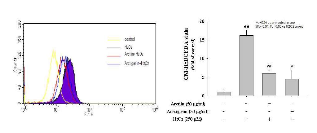 KC 세포에서 유도된 ROS 대한 Arctin, Arctogenin의 효과