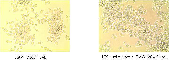 RAW 264.7 세포의 배양과 LPS와 INF-γ 처리된 LPS-stimulated RAW 264.7 세포의 활성화