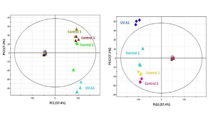 GC-Q-TOF-MS 분석에 의한 UVB 조사 및 알로에 처리한 샘플의 PCA, PLS-DA score plots