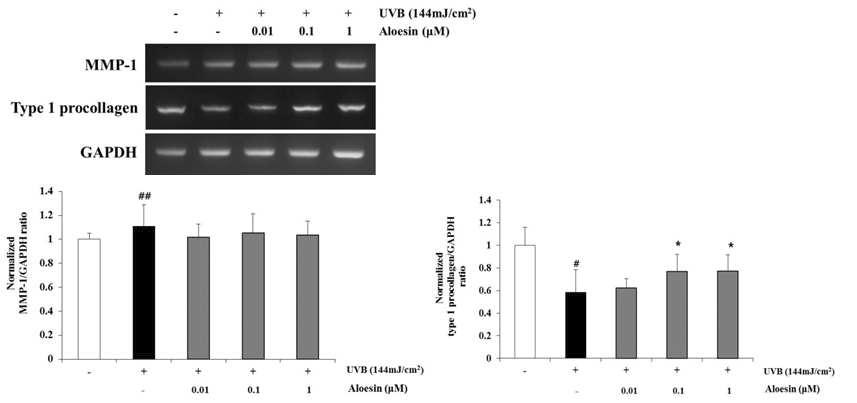 UVB를 처리한 NHDF에서 aloesin이 MMP-1 및 PIP의 mRNA 발현에 미치는 영향