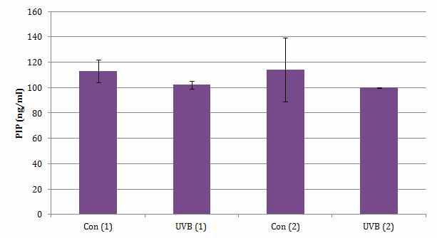 인공피부에서 UVB 처리 조건에 따른 PIP의 분비량 변화 (1) : UVB 500 mJ/cm2을 처리한 후, 12시간 후에 배지를 이용하여 PIP를 측정한 것 (2) : 다시한번 UVB 500 mJ/cm2을 처리한 후 12시간 후에 배지를 얻어 PIP를 측정한 것