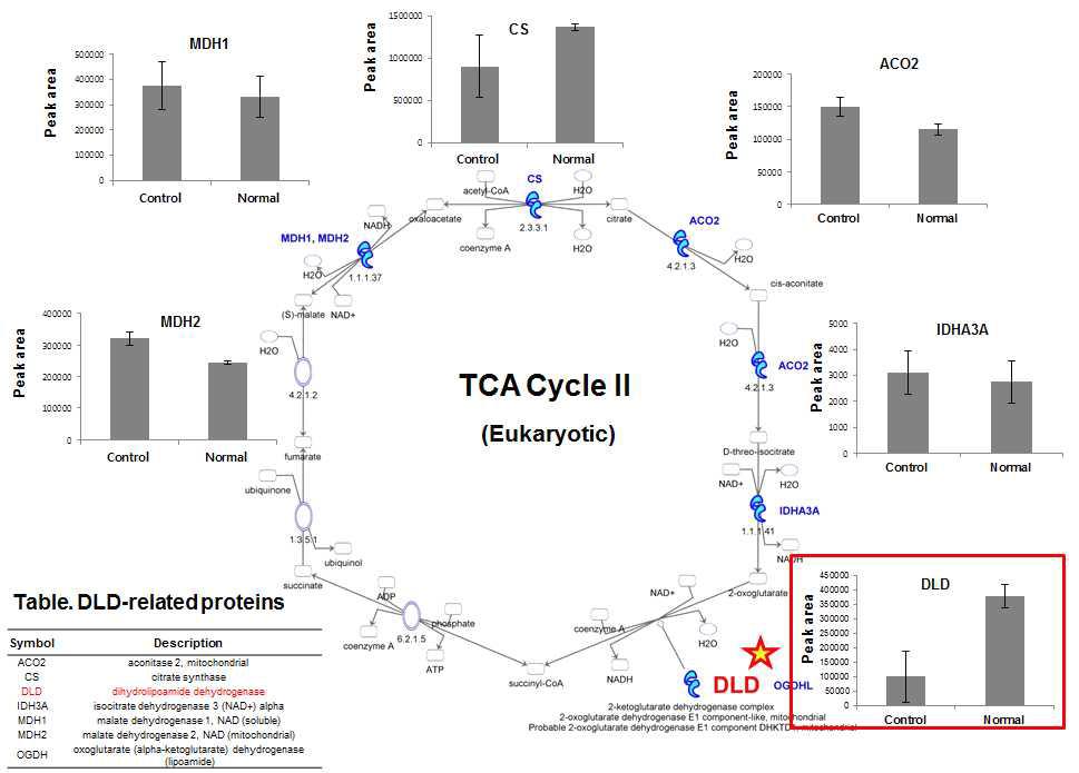 광노화 마우스의 표피층에서 발현 변화가 있는 TCA cycle 관련 단백질