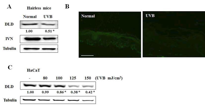 UVB로 광노화를 유도한 모델에서의 DLD와 IVN 발현 변화 측정