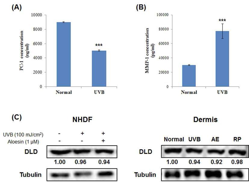 UVB로 광노화를 유도한 세포와 동물모델에서 AE와 AS에 의한 노화 관련 인자 발현 변화 측정