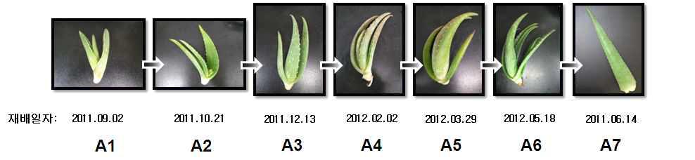 재배기간별 알로에 시료 형상 및 재배 일자