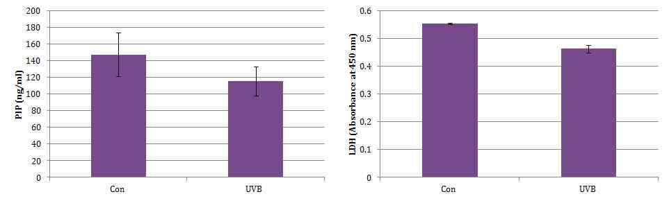 인공피부에서 UVB 처리에 따른 PIP의 분비량 및 세포생존률의 변화 좌 : UVB 1,500 mJ/cm2을 처리한 후, 24시간 후에 배지를 이용하여 PIP를 측정한 것 우 : UVB 1,500 mJ/cm2을 처리한 후, 24시간 후에 배지를 이용하여 LDH를 측정한 것