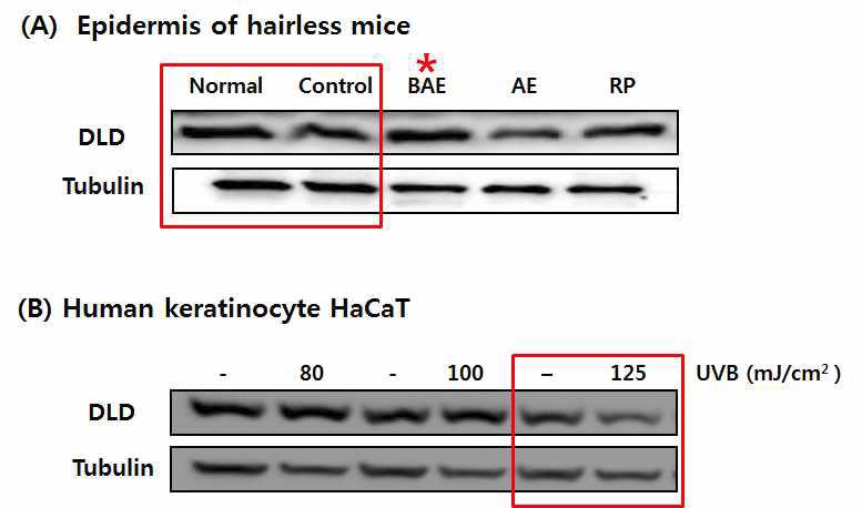 (A) 무모쥐의 피부 표피층 및 (B) HaCaT 세포주에서 DLD의 발현 변화