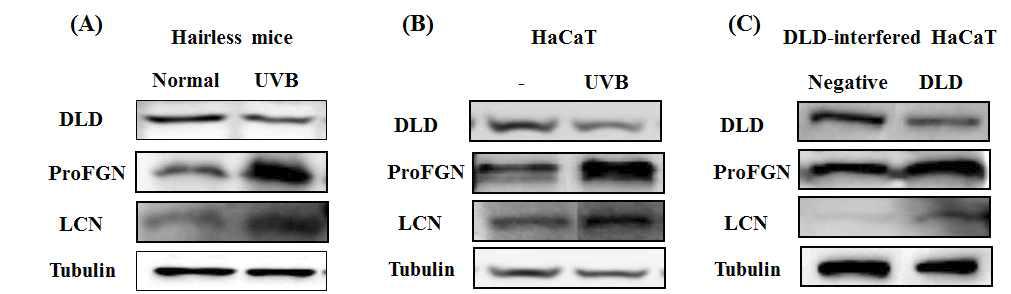 (A) UVB에 노출시킨 무모쥐의 피부 표피층 및 (B) HaCaT 세포주와 (C) DLD interfering한 HaCaT 세포주에서 profilaggrin 및 loricrin의 발현 변화