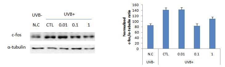 UVB로 광노화를 유도한 NHDF세포에서 알로에신에 의한 c-fos 발현 변화 측정