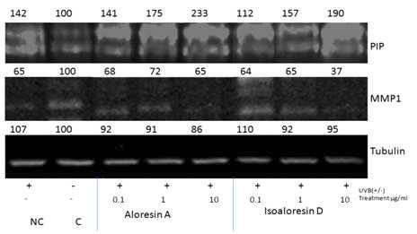 UVB로 광노화를 유도한 NHDF세포에서의 ARA와 isoAD에 의한 주름 형성 관련 인자 발현 측정