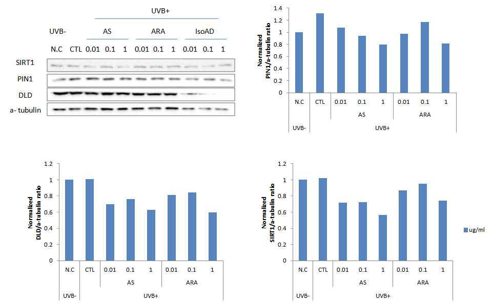 UVB로 광노화를 유도한 NHDF세포에서의 알로에 생리활성 물질에 의한 노화 관련 인자 변화