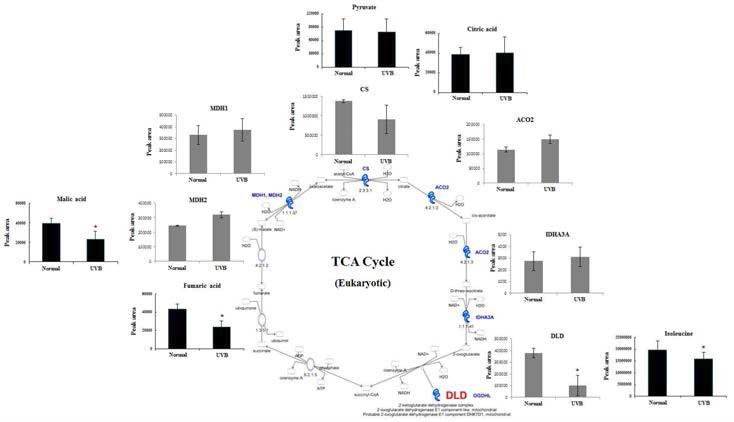 광노화에 따른 TCA cycle 변화