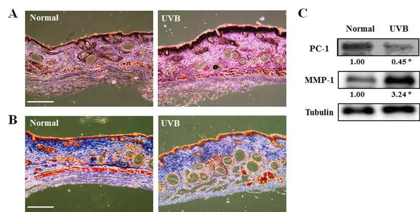 UVB로 광노화를 유도한 무모쥐에서의 H&E와 MT staining 변화 및 단백질 발현 변화 측정