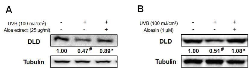 UVB로 광노화를 유도한 세포모델에서 AE와 AS에 의한 DLD 발현 변화 측정