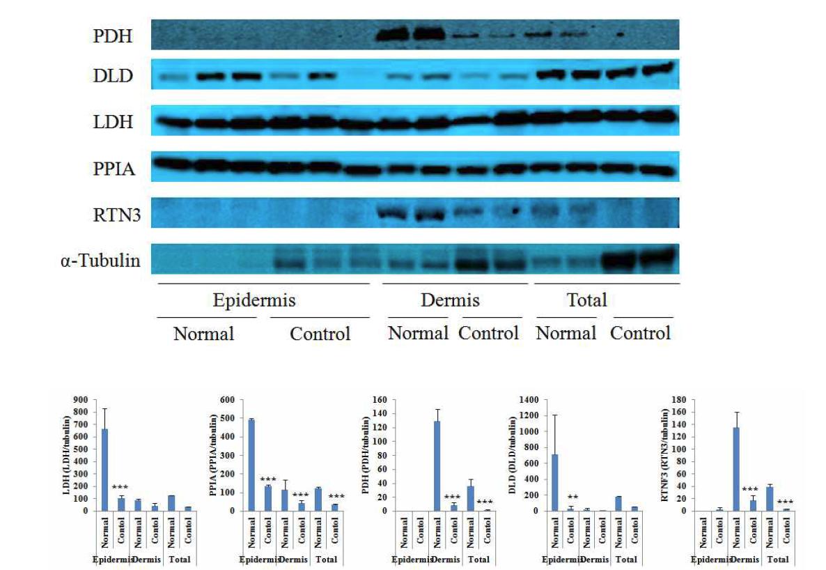 자연노화가 유도한 쥐에서 신규 노화 타겟 단백질 발현 변화 측정