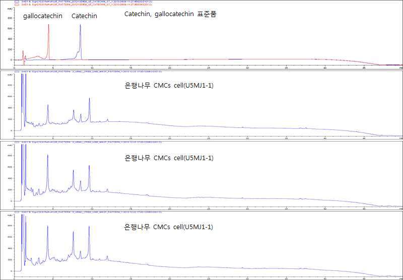 은행나무 CMCs cell 3종의 비교분석 결과