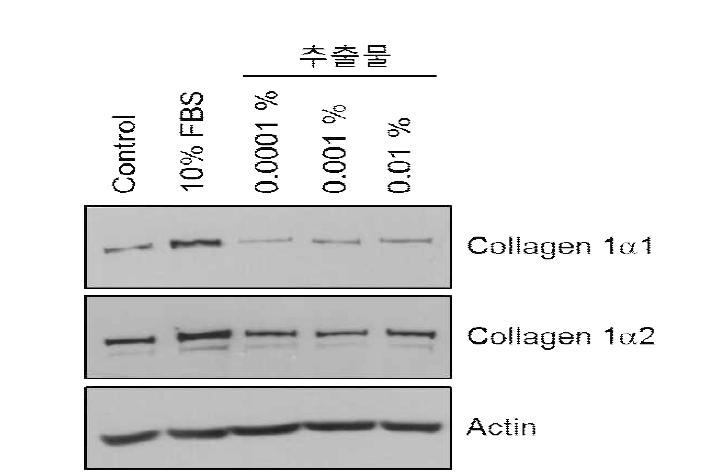 산삼 CMCs 배양액 분획물의 콜라겐 발현 평가 시험 결과_Wetern blot