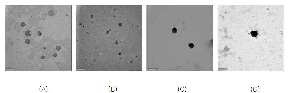 Negative stain-TEM of lecithin vesicles containing SA; (A) Lecithin/SA=1:0, (B) Lecithin/SA=1:0.7, (C) Lecithin/SA=1:1, (D) Lecithin/S=1:1.25 on a molar ratio.