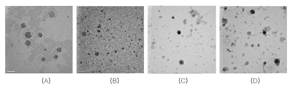 Negative stain-TEM of lecithin vesicles containing OA; (A) Lecithin/OA=1:0, (B) Lecithin/OA=1:0.5, (C) Lecithin/OA=1:0.7, (D) Lecithin/OA=1:1 on a molar ratio.