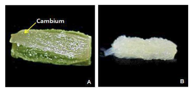 은행나무 CMCs 분리 양상. A, 배양 10일째 cambium이 분열하며 벌어짐; B, 배양 30일째, 균일하게 분열하는 CMCs.