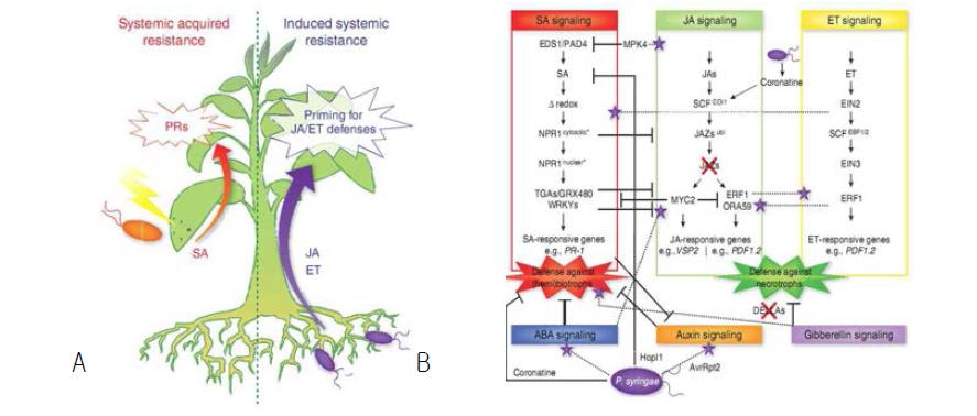 Systemically induced immune responses 모식도