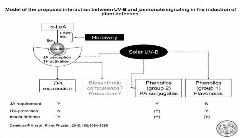 식물방어 유도에 UV-B와 Jasmonate signaling 사이의 상호작용에 대한 모델