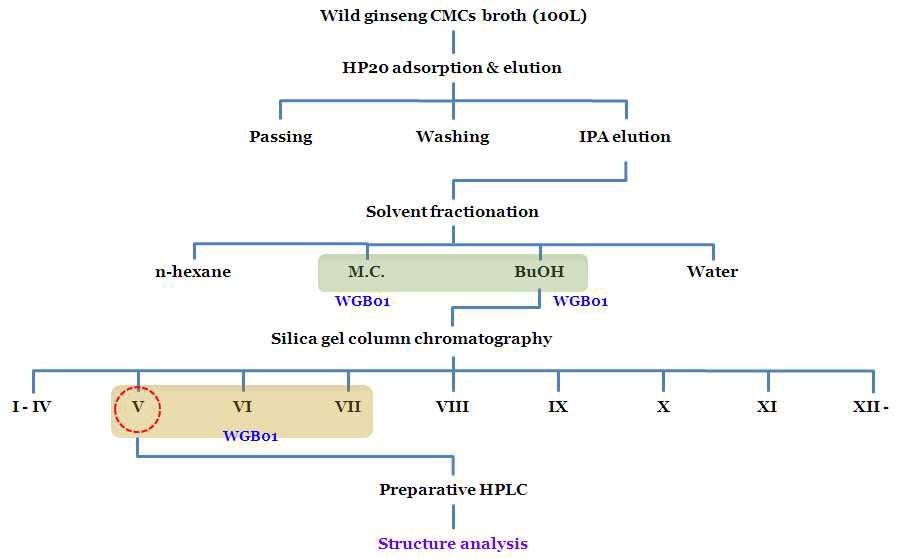 산삼 CMCs 배양액으로부터 WGB01의 분리과정 모식도