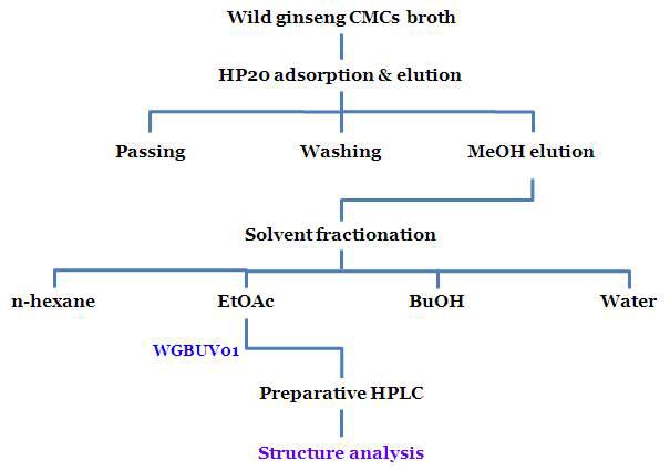 산삼 CMCs 배양액(UV-B treatement)으로부터의 WGBUV01 분리과정 모식도