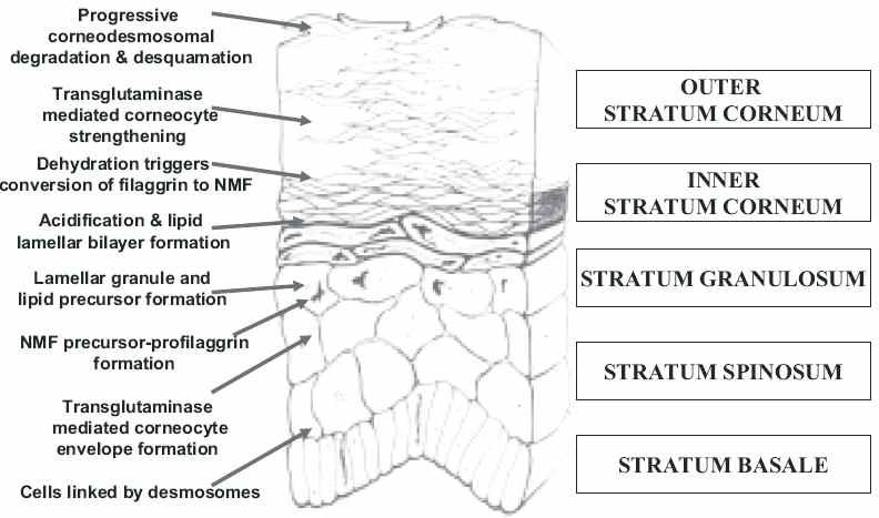 Typical structure of epidermis and critical steps in formation of stratum corneum