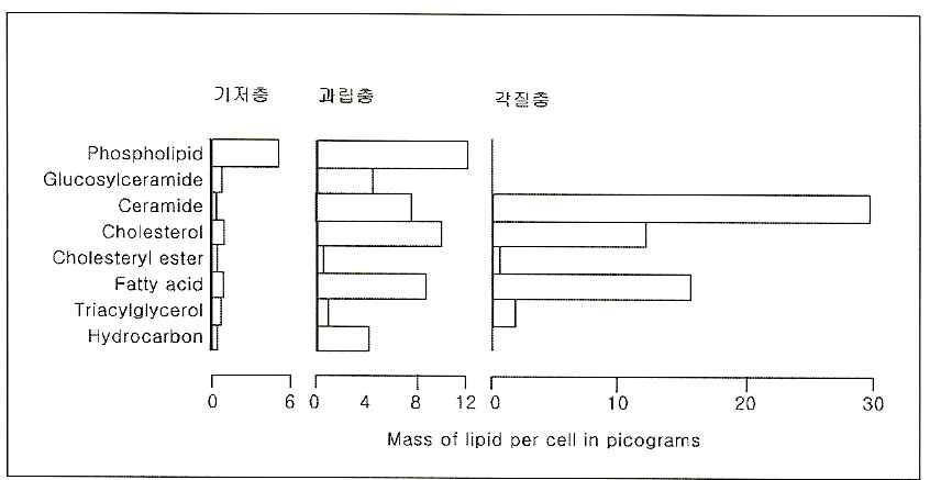 Changes in the composition of lipids at the different layers of epidermis