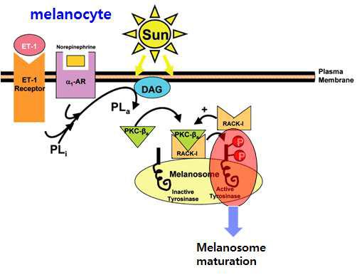 UV 자극으로 발생하는 PKC-β 경유 melanosome maturation의 signal transduction