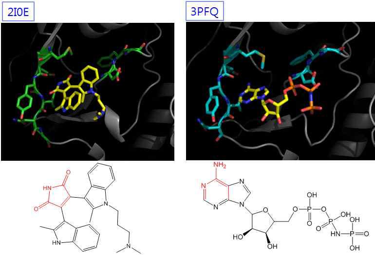 PKC-β catalytic domain에 결합된 두 가지 종류의 inhibitors