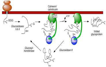 체내 Tyrosinase 합성과정에서 단백질 접힘에 관여하는 Calnexin