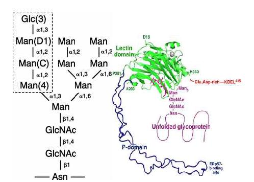 N-linked monoglycosylated glycan의 구조와 Calnexin에 결합한 모형
