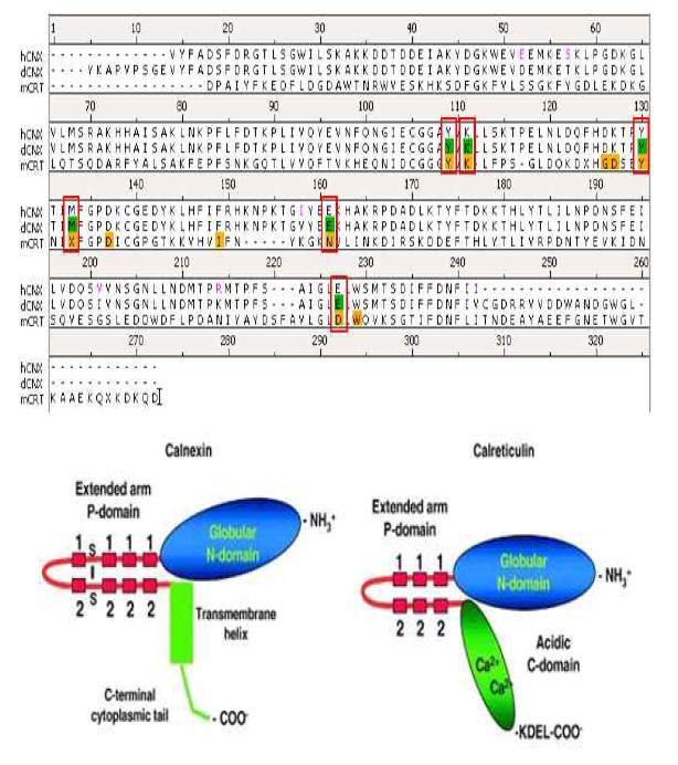 CNX과 CRT의 기능 구조적 비교 및 단백질아미노산 서열 비교
