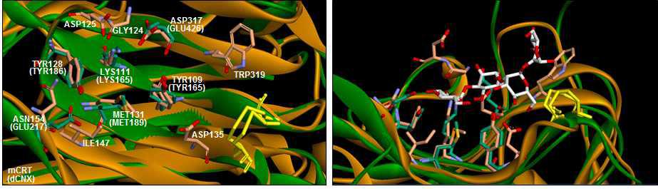 dCNX와 mCRT의 리간드 결합 아미노산 잔기 비교 및 결합된 리간드-리셉터 단백질 모형