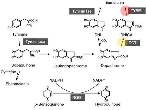 멜라닌 합성 경로상 TYRP1(붉은색 표시)와 DCT(노란색 표지)의 역할