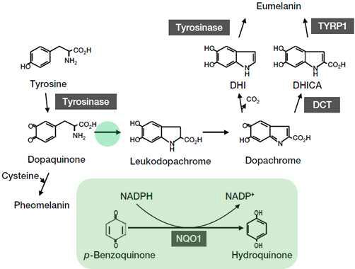 멜라닌 합성 경로상 NQO1(초록색 표시)의 역할