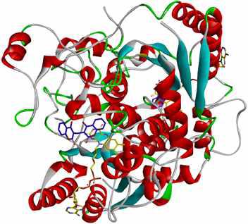 NQO1 단백질-리간드 복합체 X-ray 구조 (PDB ID: 2F1O)