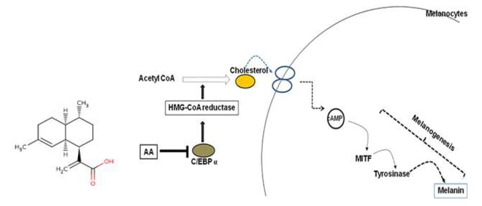 알테미시닉산(Artemisinic acid, AA)의 이차원적 구조(좌)와 HMG-CoA reductase(HMGR)의 발현 억제에 따른 멜라닌 생합성 저해 메커니즘(우)