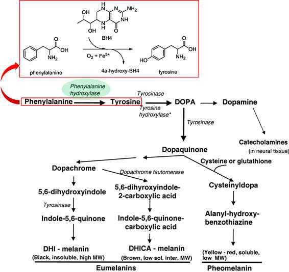 Phenylalanin hydroxylase(PAH)는 페닐알라닌이 티로신으로 전환되어 멜라닌 생합성에 관여