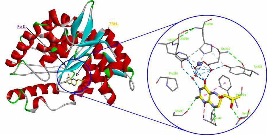 단백질(PAH)-리간드(6-BH4) 복합체의 X-ray 구조(PDB ID: 1J8U)