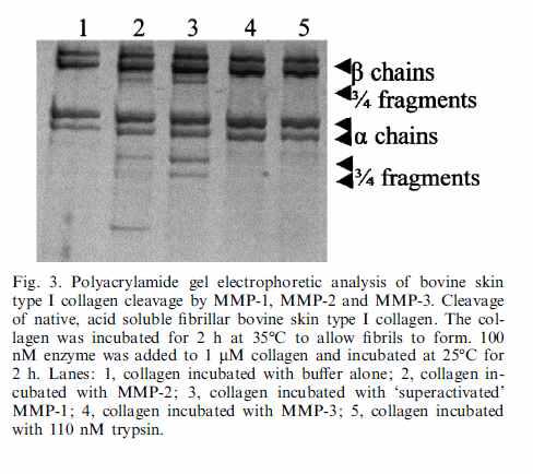 MMP-1과 collagen의 반응에의해 생성되는 fragments,