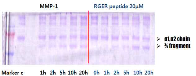 RGER Peptide 처리 후의 SDS-PAGE 결과 비교